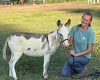 flashy-donkey