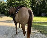 dun-red-dun-broodmare-for-sale