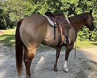 dun-red-dun-broodmare