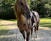 quarter-horse-mare