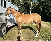 quarter-horse-for-sale