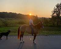 quarter-horse