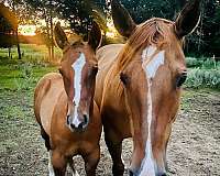 all-quarter-horse