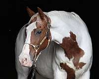 all-around-tennessee-walking-horse