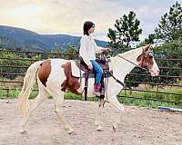 beginner-tennessee-walking-horse