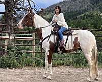 endurance-tennessee-walking-horse