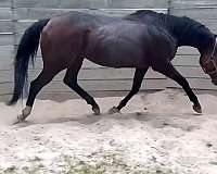 tb-colt