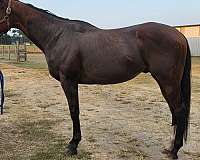 not-restarted-colt