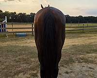stable-colt