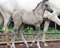 grulla-classical-horse