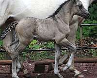 adults-morgan-horse