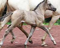 beautiful-mover-morgan-horse