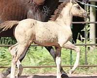 grulla-stripe-snip-horse