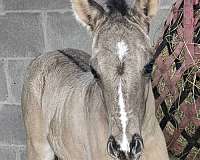 the-sunrise-ranch-horse