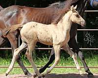 grulla-morgan-for-sale