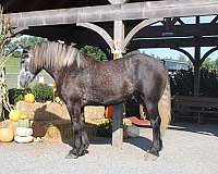 all-around-draft-horse