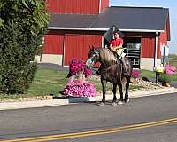 beginner-draft-horse