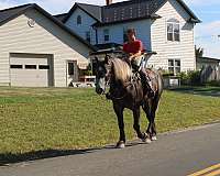 draft-horse