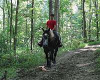 driving-draft-horse