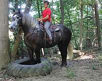 flaxen-mane-draft-horse