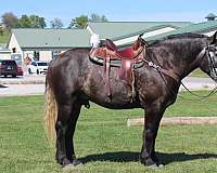 harness-draft-horse