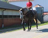 husband-safe-draft-horse