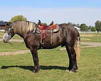 kid-safe-draft-horse