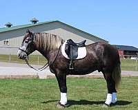 lesson-draft-horse