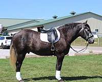 mounted-patrol-draft-horse