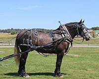 parade-draft-horse