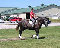 pleasure-driving-draft-horse