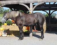 athletic-draft-horse