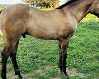 all-around-paint-horse