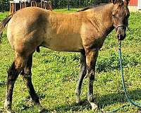 calf-roping-paint-horse
