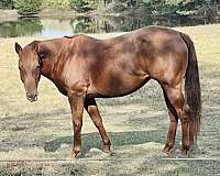 quarter-horse-mare