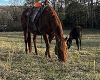 quarter-horse-for-sale