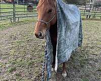 quarter-horse