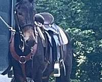 mule-gelding