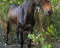 mule-for-sale