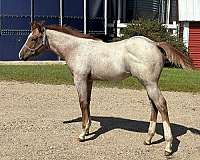 star-strip-star-horse