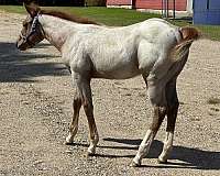 red-roan-star-strip-star-horse