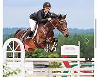 equitation-oldenburg-horse