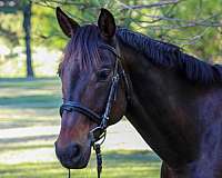 experienced-oldenburg-horse
