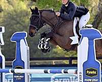 athletic-oldenburg-horse