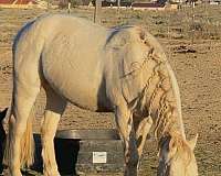all-around-quarter-horse