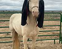 cremello-star-horse