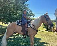 palomino-white-snip-horse