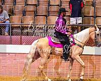 white-snip-horse
