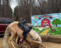 all-around-tennessee-walking-horse
