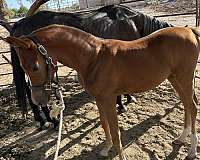 chestnut-arabian-colt